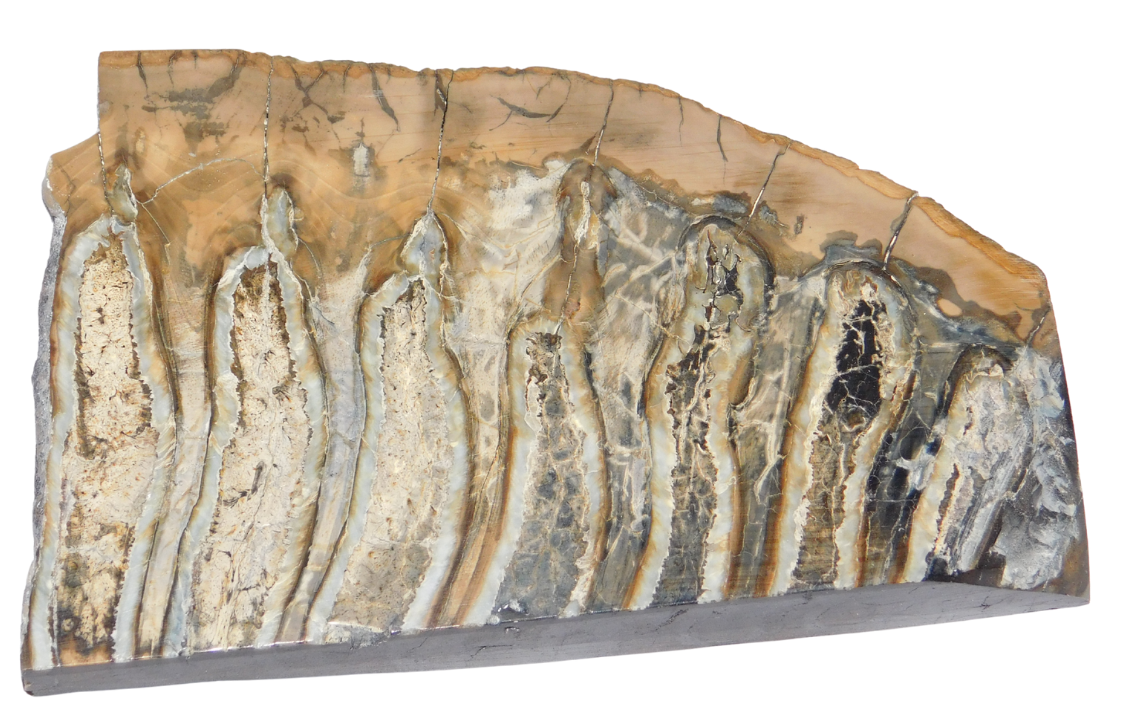 Mammoth Tooth Slice
