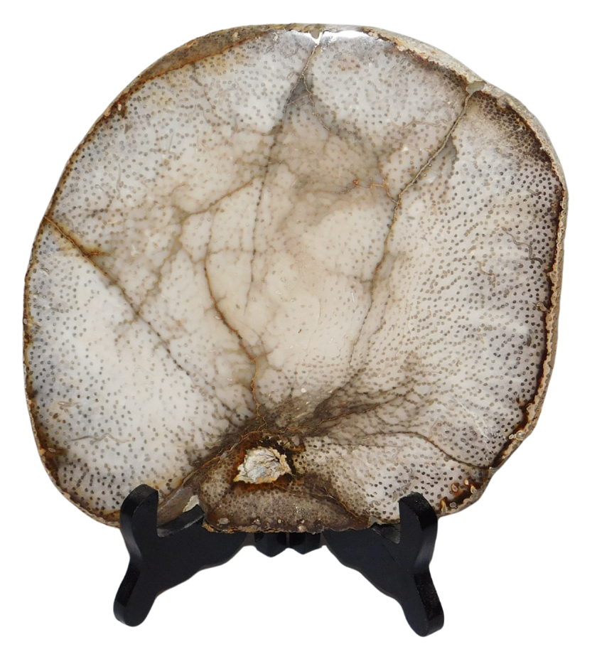 Petrified Palmwood Slab