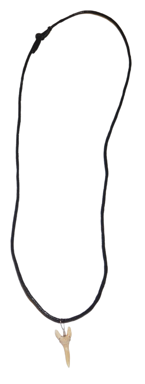 Shark Tooth Necklace