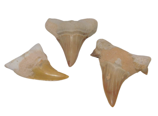 Large Shark Tooth