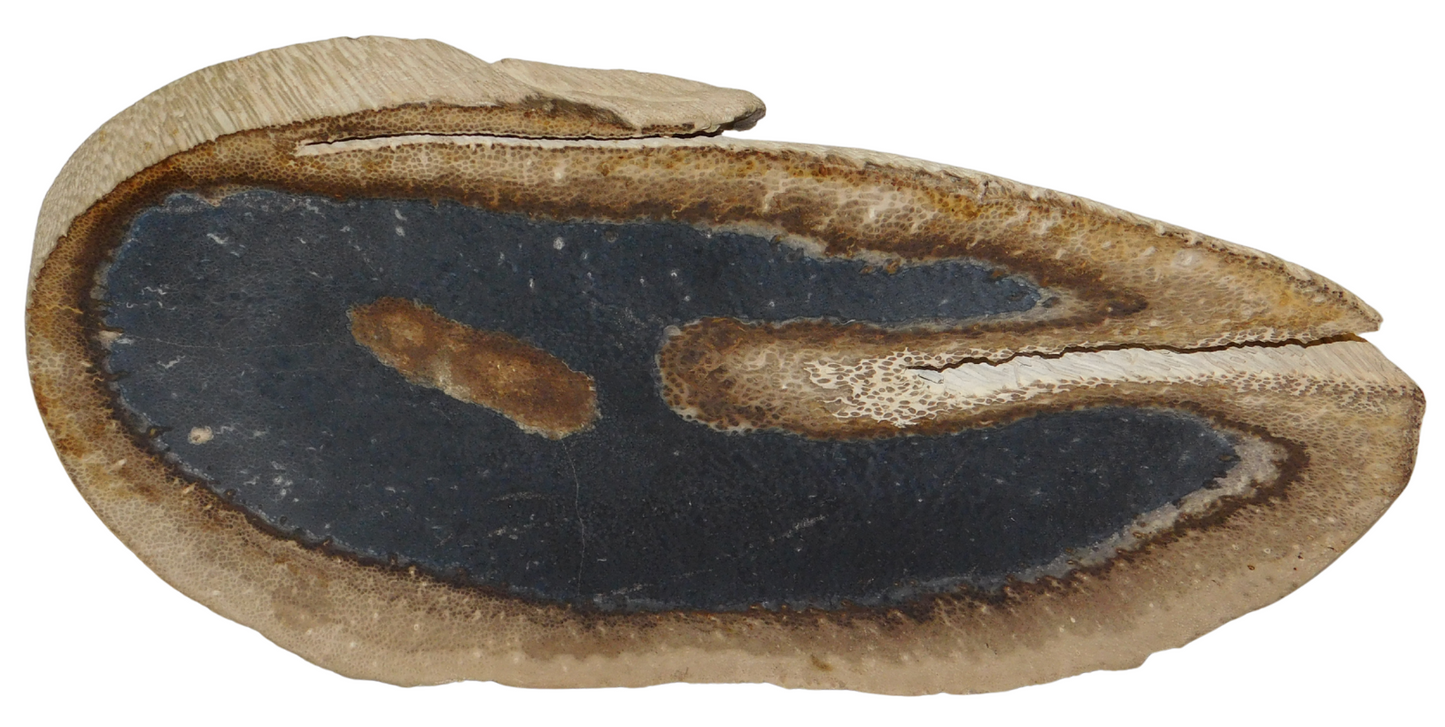 Petrified Palmwood Slab