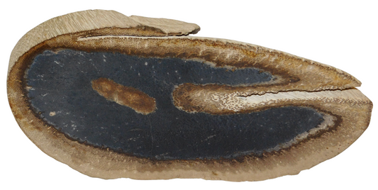 Petrified Palmwood Slab